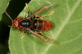 新北,瑞芳,虎頭蜂,