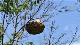 看清楚！遇到「黑腹虎頭蜂」10公尺以上是安全距離(林業試驗所提供)