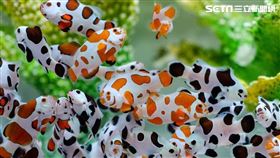 碩士漁民自創品牌，養殖小丑魚闖出一片天，薛雍霖，獲選全國模範漁民，養殖逾20品系小丑魚，外銷歐美搶訂單。(圖／薛雍霖提供)