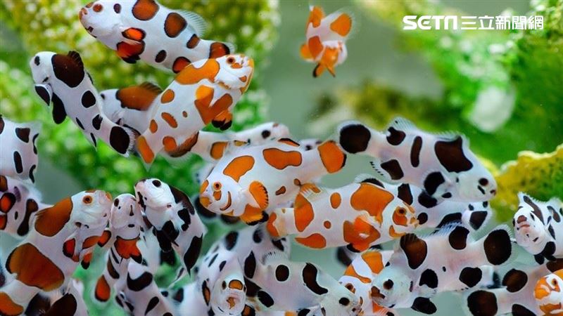 「乳牛小丑魚」打敗尼莫　1隻4700成新寵