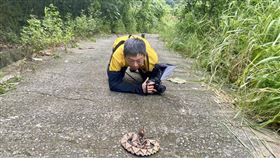 照片,百步蛇,山神,屏東,賴志明（圖／翻攝自「野生蛇相」臉書）