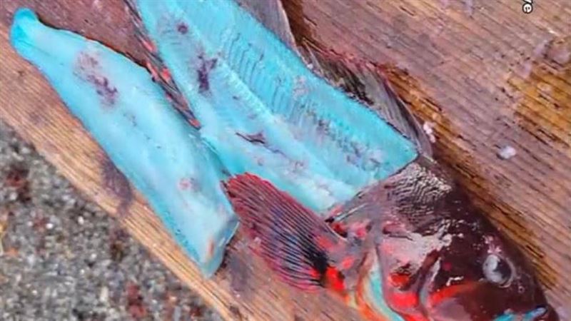 美國男捕獲夢幻魚　藍色魚肉煎熟驚奇變化