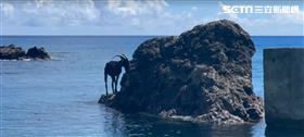 飄「羊」過海來吃鹽。（圖／記者王浩原攝影）