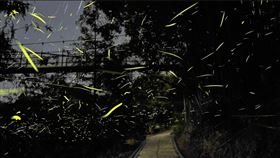 雙北.秋螢.文山農場.新店.賞螢