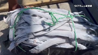 大批小白帶魚遭棄海面　漁民喊：不符成本