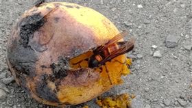 虎頭蜂,玉山,國家公園,蜂螫(玉山國家公園)