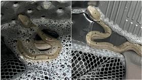 活蛇爬進洗衣機「慘洗泡泡浴」！內行人揭品種　網嚇傻：太扯了啦《爆系知識家》