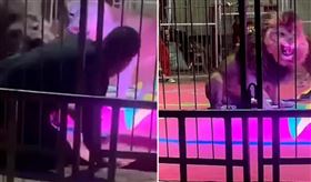 ▲中國獅子不願當韭菜造反啦！表演中被鐵棍狠戳，當場攻擊馴獸師發狂撕咬。（圖／翻攝自微博）


