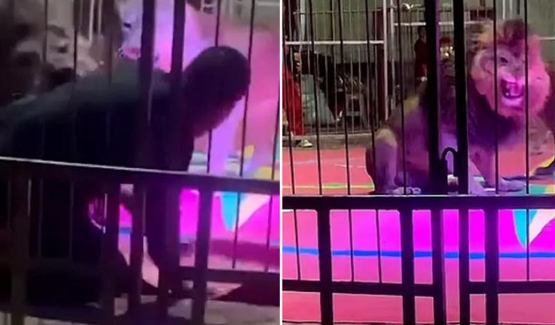 馬戲團公獅被鐵棍狂戳　暴怒撕咬馴獸師