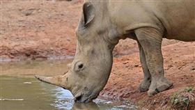 六福村,獅子,獸醫,白犀牛（圖／六福村提供）