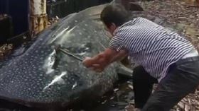 男子用大榔頭狂敲鯨鯊再放回海裡（圖／翻攝自新浪網）