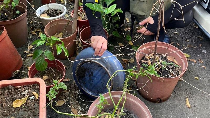 本土登革熱！ 北市再增2例文山、萬華