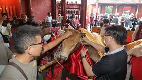 台南孔廟祭孔  民眾搶拔智慧毛全台首學台南孔廟28日舉行祭孔儀式，「拔智慧毛」活動主要是拔取祭祀黃牛的耳朵、眼睛及眉心的毛，有「耳聰目明」之意。中央社記者張榮祥台南攝  112年9月28日