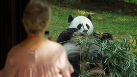 史密森尼國家動物園的大貓熊將返回中國。（圖／路透社／達志影像）