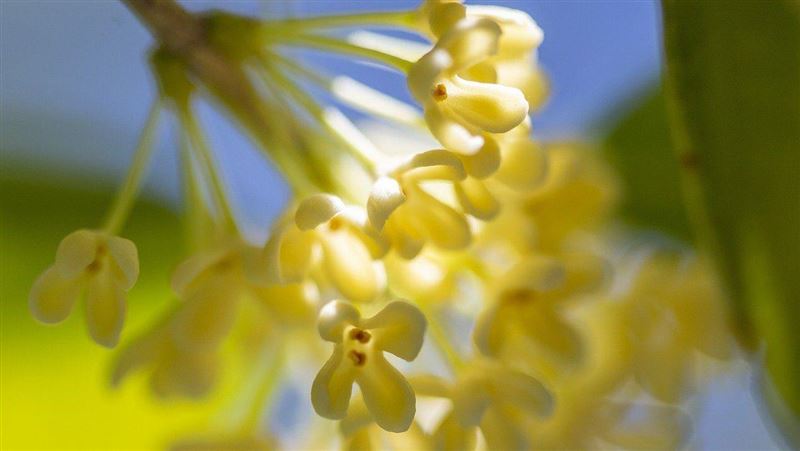 中秋節靠「這種花」開運？他曝：旺事業