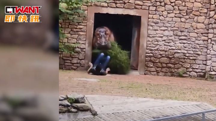 河馬攻擊飼育員影片瘋傳　動物園揭實情