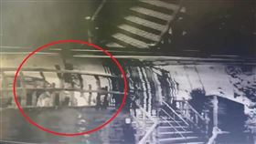 新北市，新店，哈士奇，把狗牽好，傷害