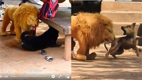 泰國,假獅子,野狗,Top Generations,臉書