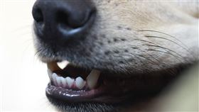 圖／翻攝自pixabay,流浪狗