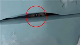 泰國眼睛襯衫（圖／翻攝自＠tiktok1102）