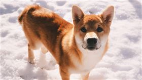 柴犬,狗狗,可愛 圖／翻攝自unsplash