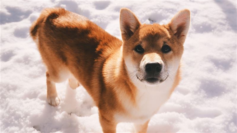 幼兒園3犬狂吠擾鄰　飼主社秩法開罰2千
