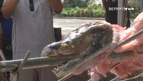 朱 霸氣烤全鱷12001