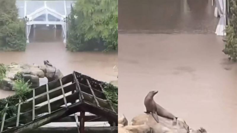紐約暴雨淹大水！動物園海獅趁亂游出去了