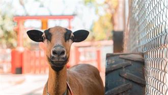 埔心牧場轉型主題樂園 「萌萌村」搶先曝