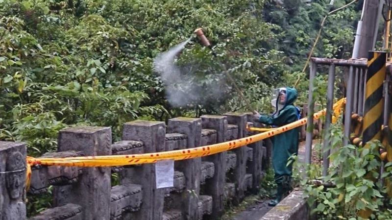 8遊客慘遭蜂螫　動保處摘除黑腹虎頭蜂巢