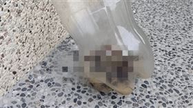 蟑螂https://www.facebook.com/photo/?fbid=1974837086219101&set=gm.7649506848409130&idorvanity=584983081528244