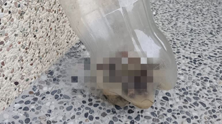 他DIY抓蟑神器：一夜十幾隻　網崩潰吐1句