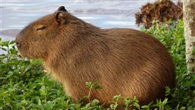 水豚（圖／PIXABAY）