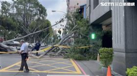 新／小犬「狂風整夜呼嘯」台中路樹倒一片