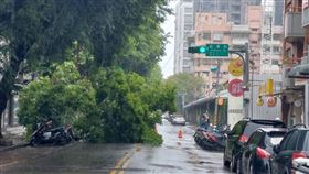 台北市松山區大樹倒塌。（圖／翻攝畫面）