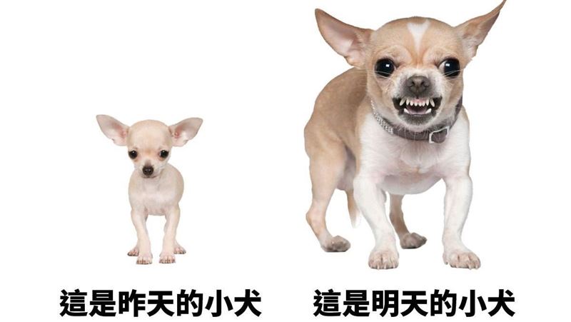 小犬變瘋犬？吉娃娃梗圖網笑翻：吉度恐怖