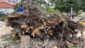 百年榕樹被小犬吹倒！底下冒出「3人墓碑」　耆老驚：子孫要出頭了 CTWANT