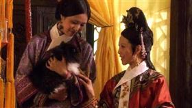▲皇后故意讓宮女抱來一隻貓，暗示甄嬛。（圖／翻攝自微博）