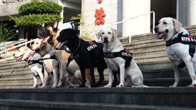 新北市,刑警大隊,警犬隊,拉不拉多,警犬,Quinton,Quiana,Quill,領養