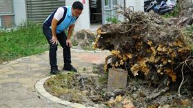 榕樹,彰化,墓碑。（圖／翻攝自鹿港鎮長許志宏臉書）