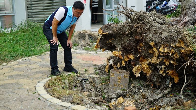 小犬吹倒榕樹現墓碑　子孫在附近當廟主委