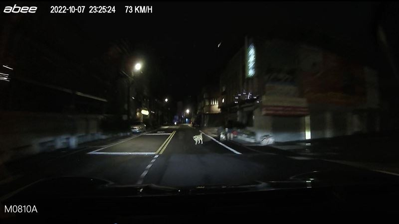 毛小孩遭路殺！　飼主、肇逃駕駛下場出爐