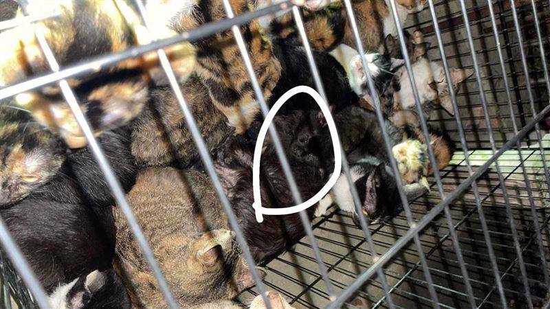 竹女帶28隻犬貓流浪　全被載去基隆放生