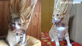 多圖／貓奴快跟上！「超級賽亞貓」掀風潮　霸氣外露模樣全曝光。（圖／網友吳栩漾、王王授權提供）