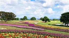 美堤花海。（圖／北市府提供）