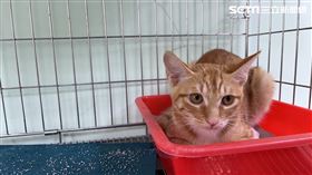 新北市，新莊，新北市動保處，橘貓，受困