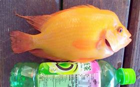 日月潭巨無霸紅魔鬼魚。（圖／民眾提供）