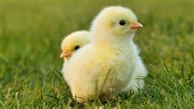 小雞雞,妨害名譽,網路遊戲,辱罵,無罪