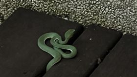 屏東,飯店,青竹絲,蛇