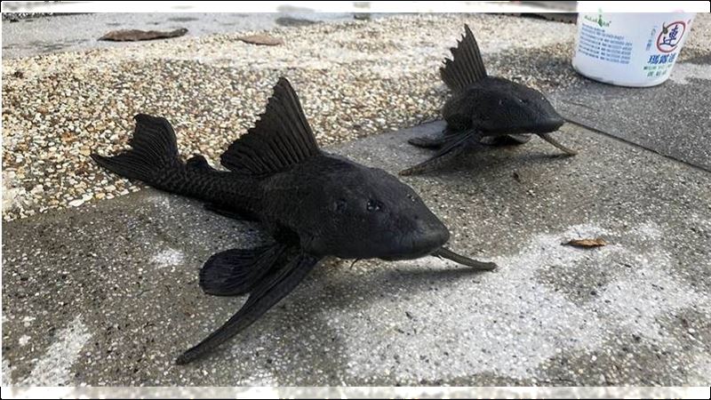 直播生吃「吃屎魚」　陸男：我是唯一天敵